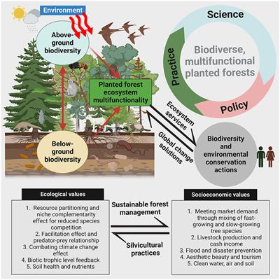 Global change solutions must embrace biodiverse multifunctional planted forests